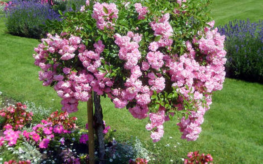 Magastörzsű rózsa - Rózsaszín csüngő