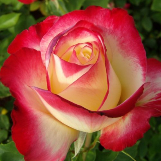 Magastörzsű rózsa - Fehér rózsaszín széllel, illatos